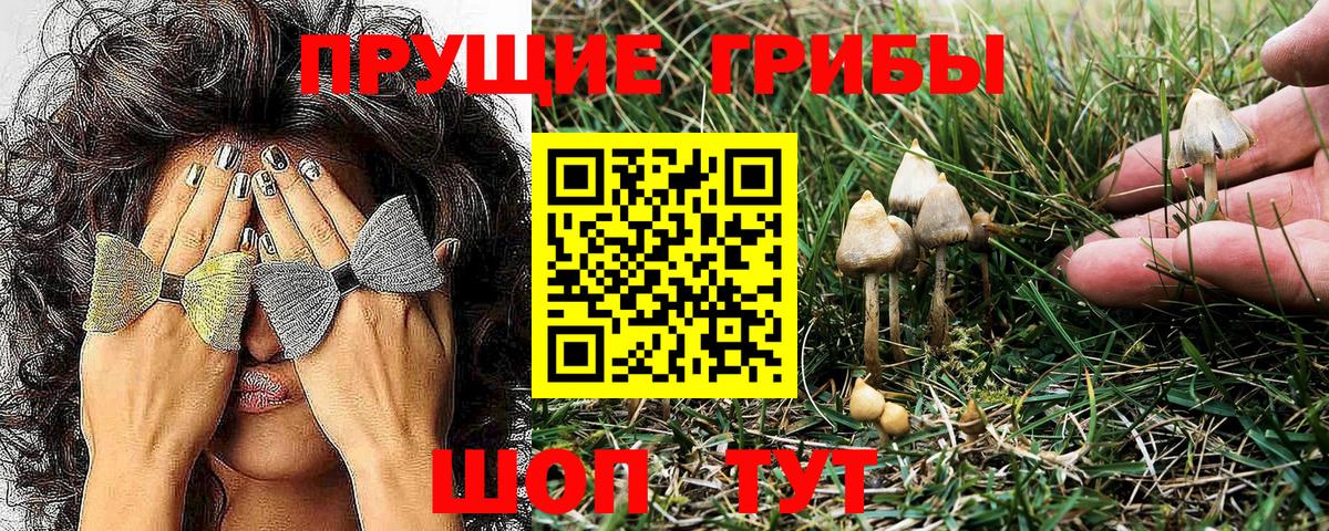 Псилоцибиновые грибы мицелий  Псилоцибиновые грибы GOLDEN TEACHER  Вход с VPN  Гатчина 